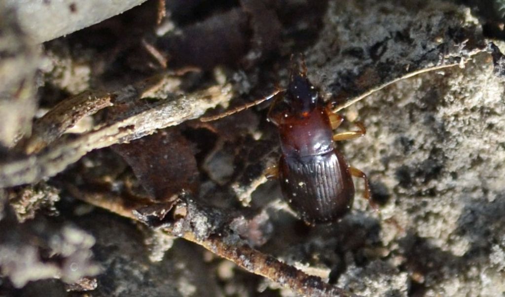 Piccolo carabide id.: Calathus cfr. cinctus